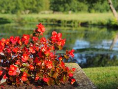 Les bégonias devant l’étang