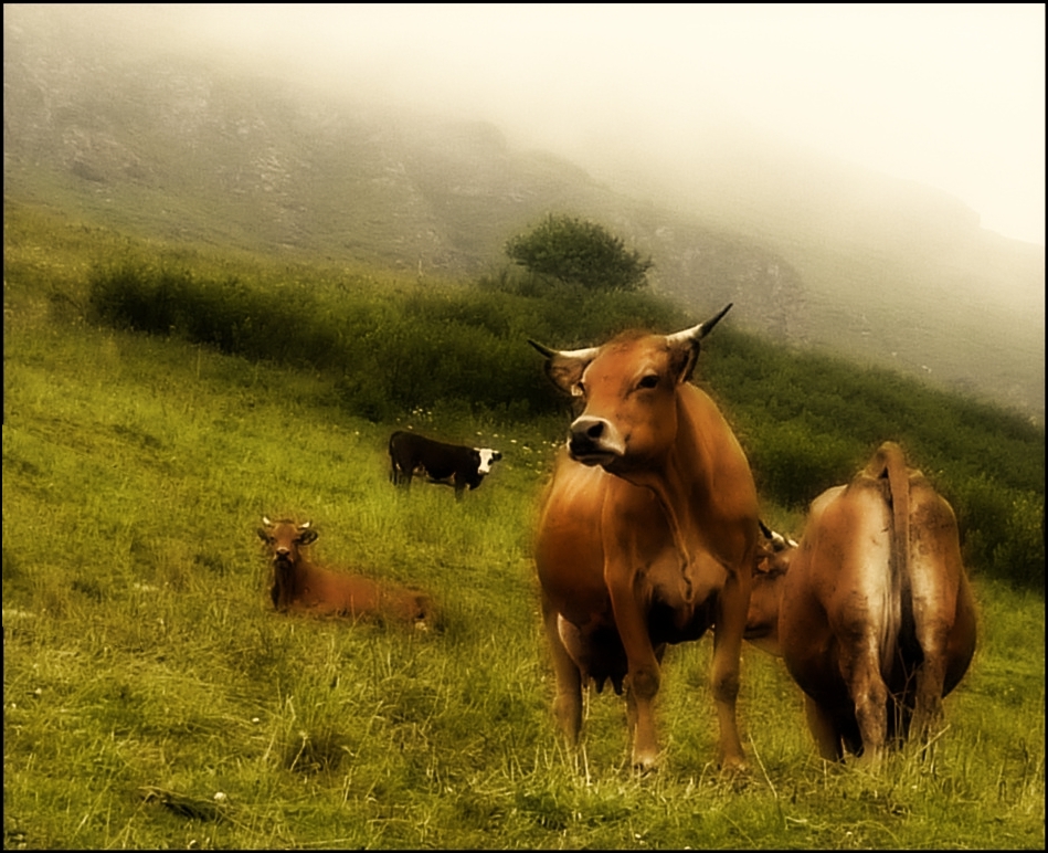 Les belles de Tarentaise !