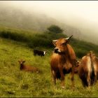 Les belles de Tarentaise !