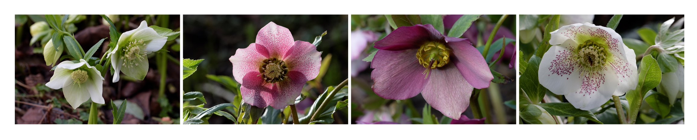 Les Belles du Jardin 