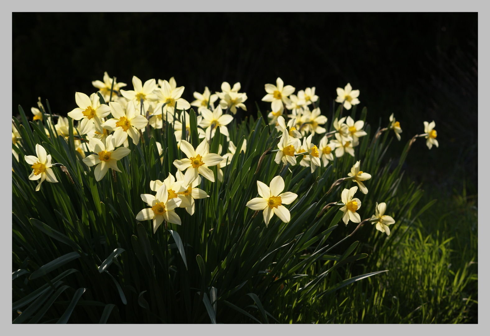 Les belles jaune