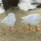 Les berges du Gardon d'Alès ....