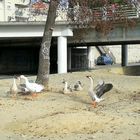 Les berges du Gardon d'Alès ....