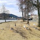 Les berges du Gardon d'Alès ....