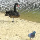 Les berges du Gardon d'Alès ....