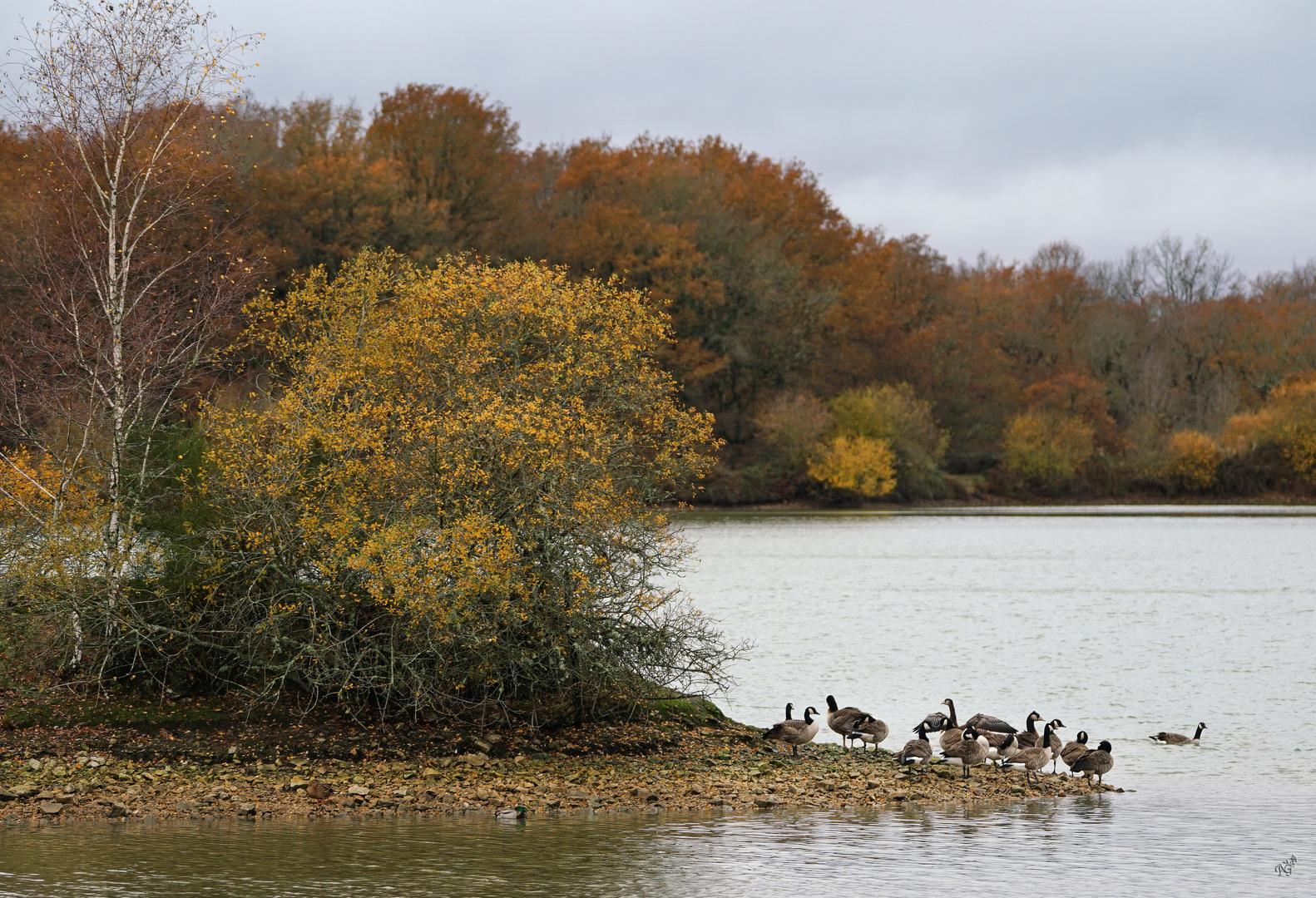 Les bernaches  dans un  étang de la Brenne