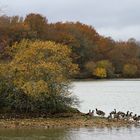 Les bernaches  dans un  étang de la Brenne