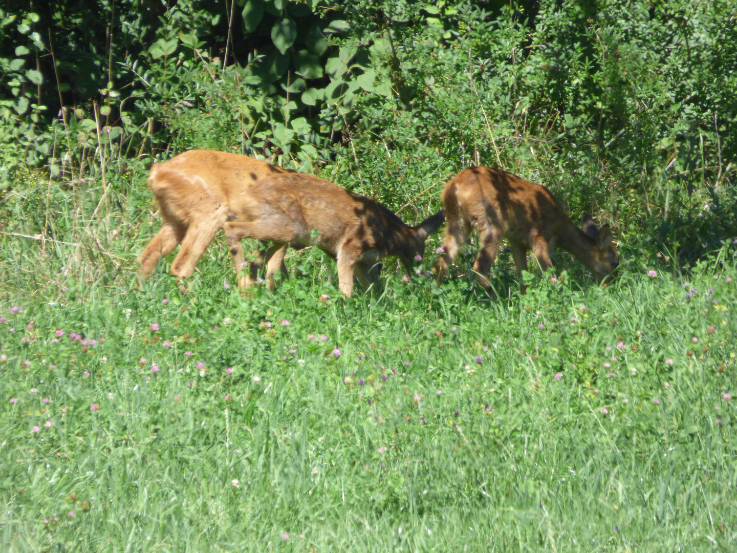 Les biches photo et image animaux, animaux sauvages, nature et