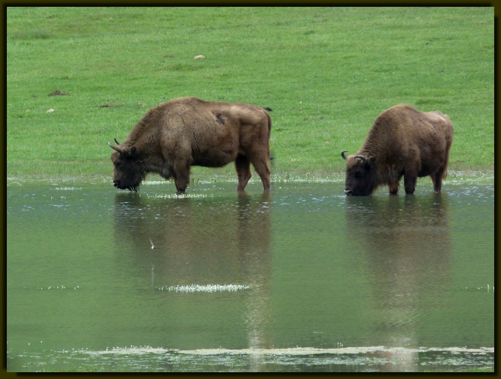 *les bisons*