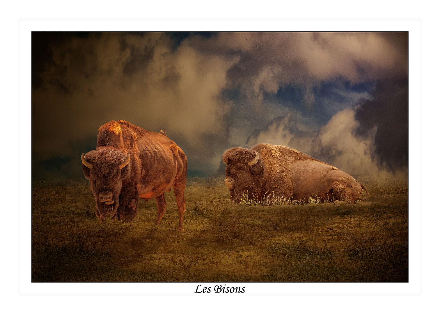 Les Bisons