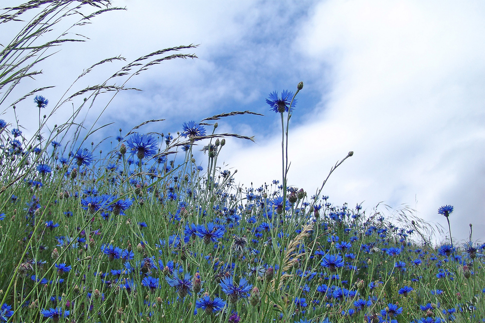 Les bleuets ....