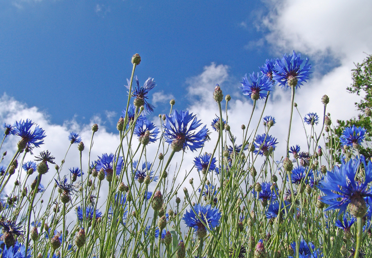 Les bleuets ....