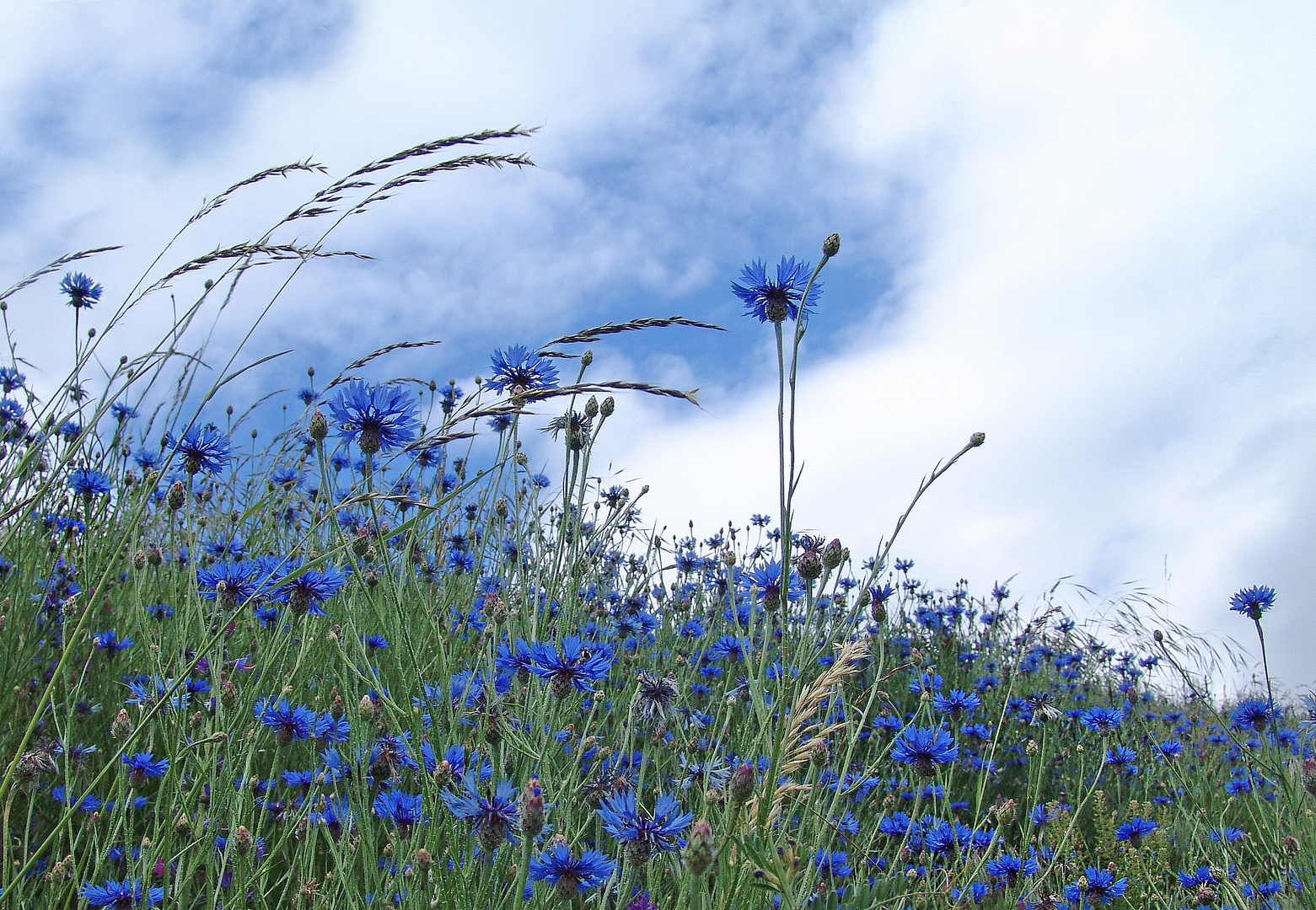 Les bleuets