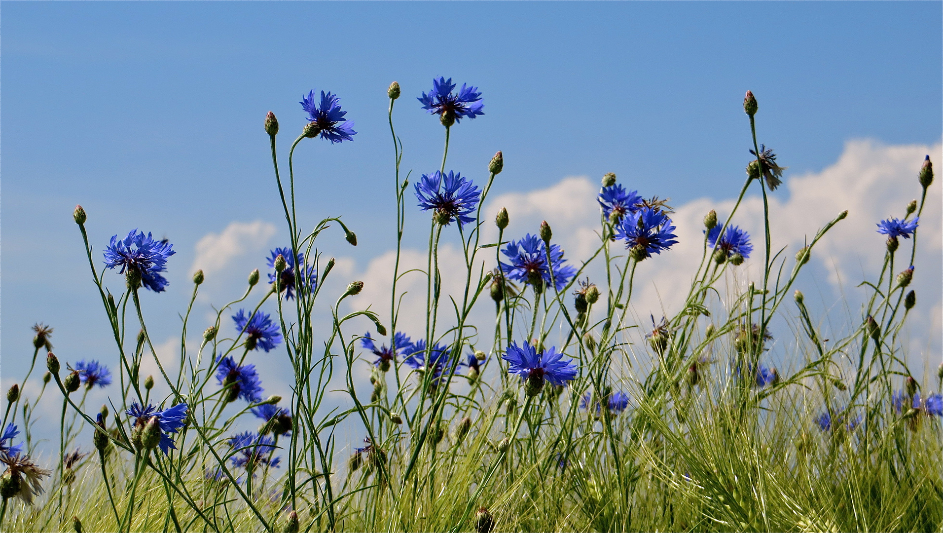 ... les bleuets !!!...