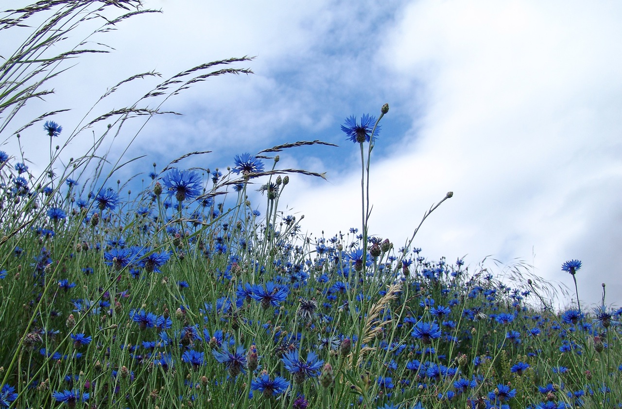 Les bleuets d'azur .....