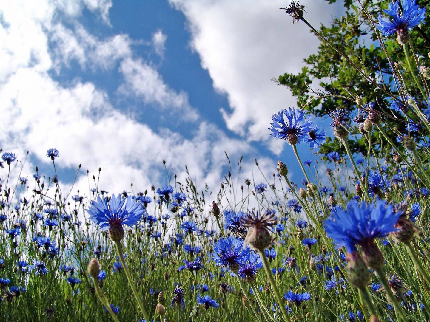 Les bleuets d'Azur