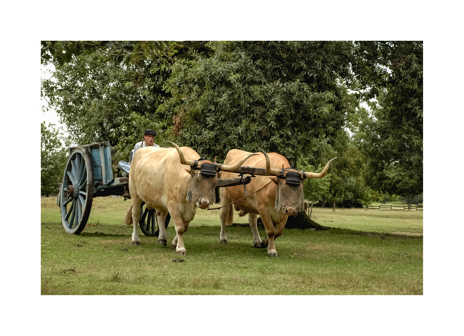 Les boeufs
