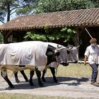 les Boeufs aussi sont protégés !