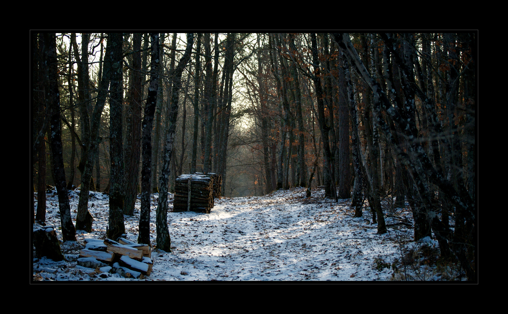 Les bois de Huisseau 2