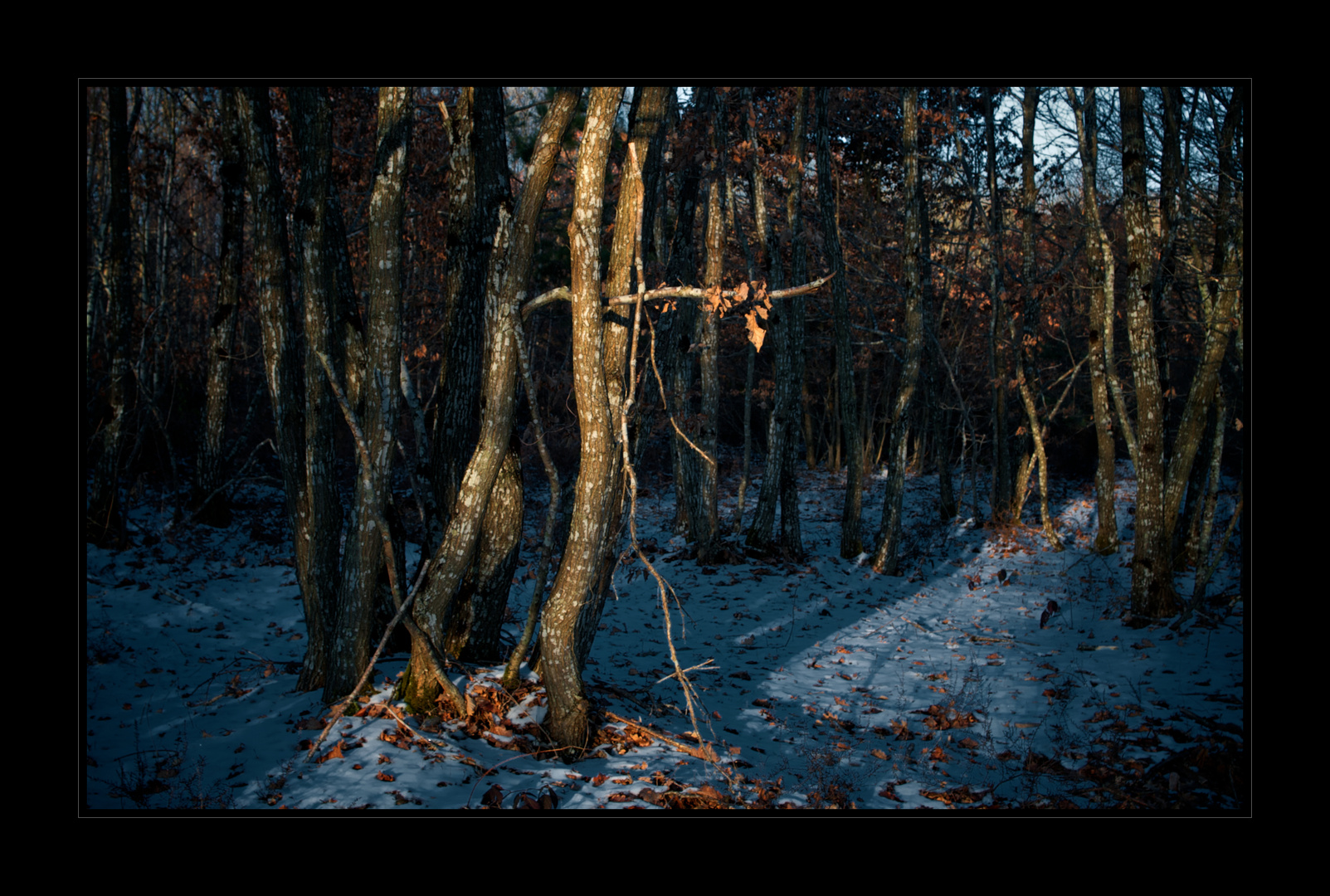 Les bois de Huisseau 4