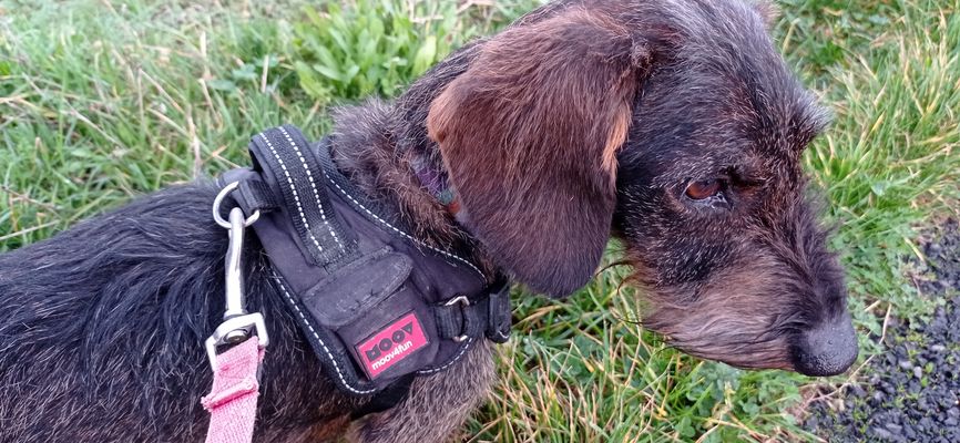 les bonnes résolutions