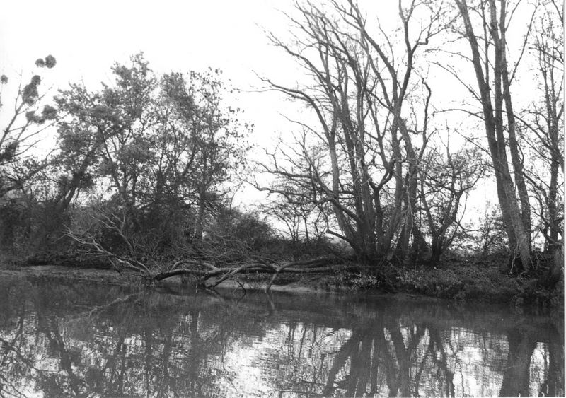 Les Bords de Loire (Nantes)