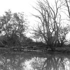 Les Bords de Loire (Nantes)