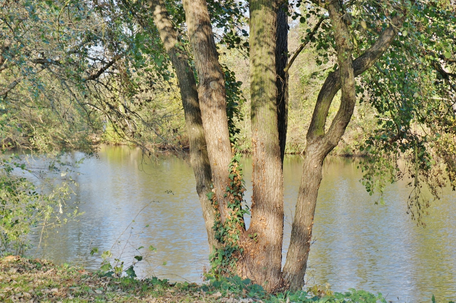 Les bords de Sarthe