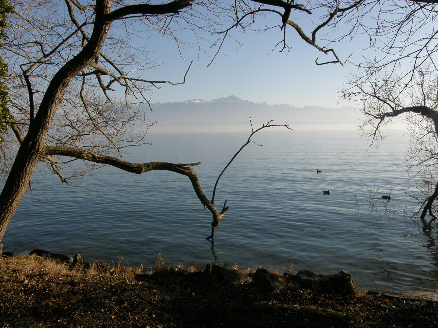 Les bords du Léman en hiver