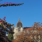 Les bougainvillées font de la résistance…