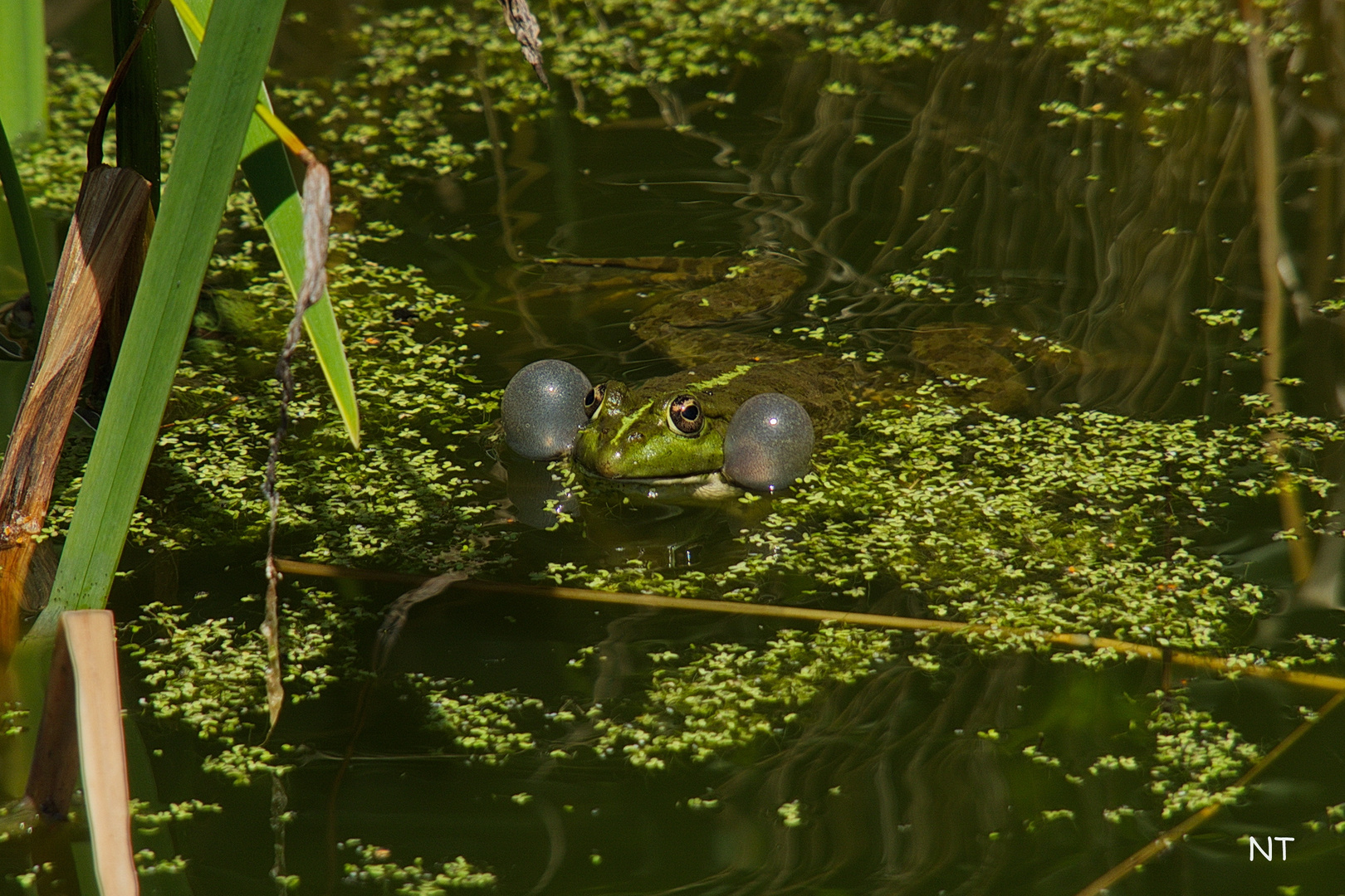 Les boules !!!