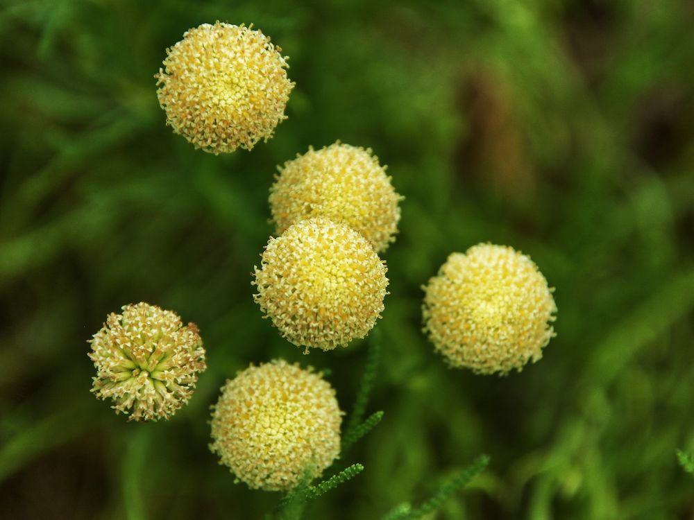 les boules jaunes ! photo et image | special, animations