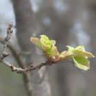 les bourgeons