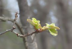 les bourgeons