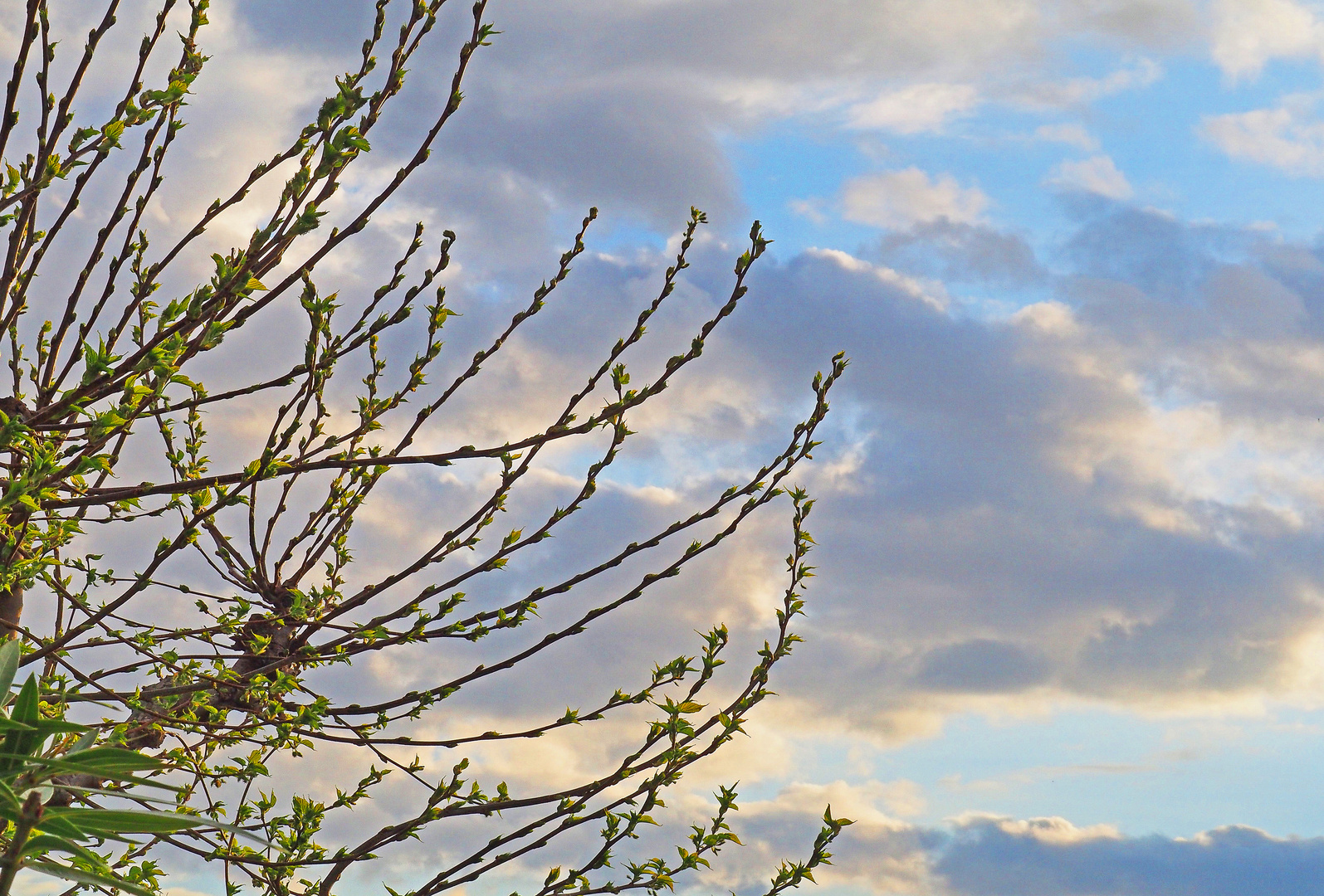 Les bourgeons du mûrier platane se sont ouverts