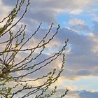 Les bourgeons du mûrier platane se sont ouverts