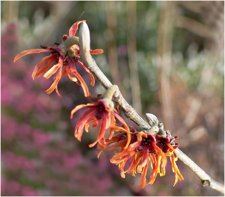 les bourgeons eclatent dans un flamboyant feu d'artifice...