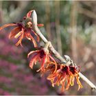 les bourgeons eclatent dans un flamboyant feu d'artifice...