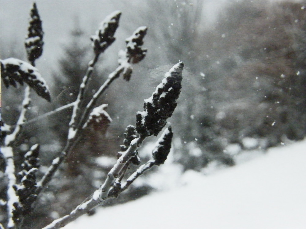 les bourgeons sous la neige