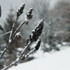 les bourgeons sous la neige