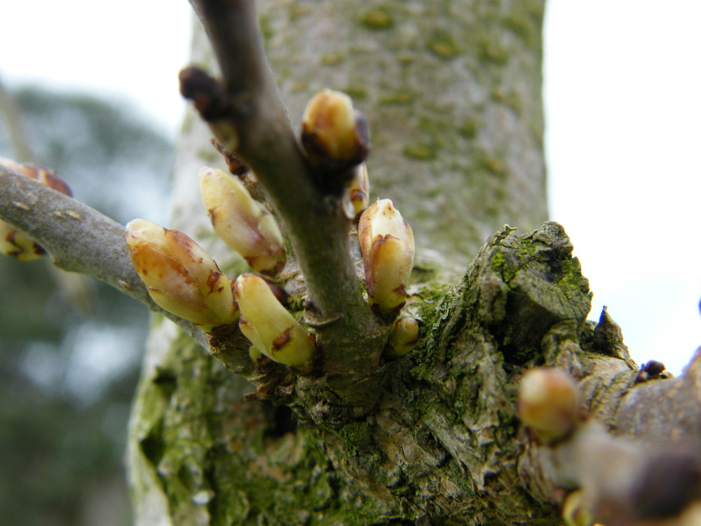 les bourgeons vont éclore