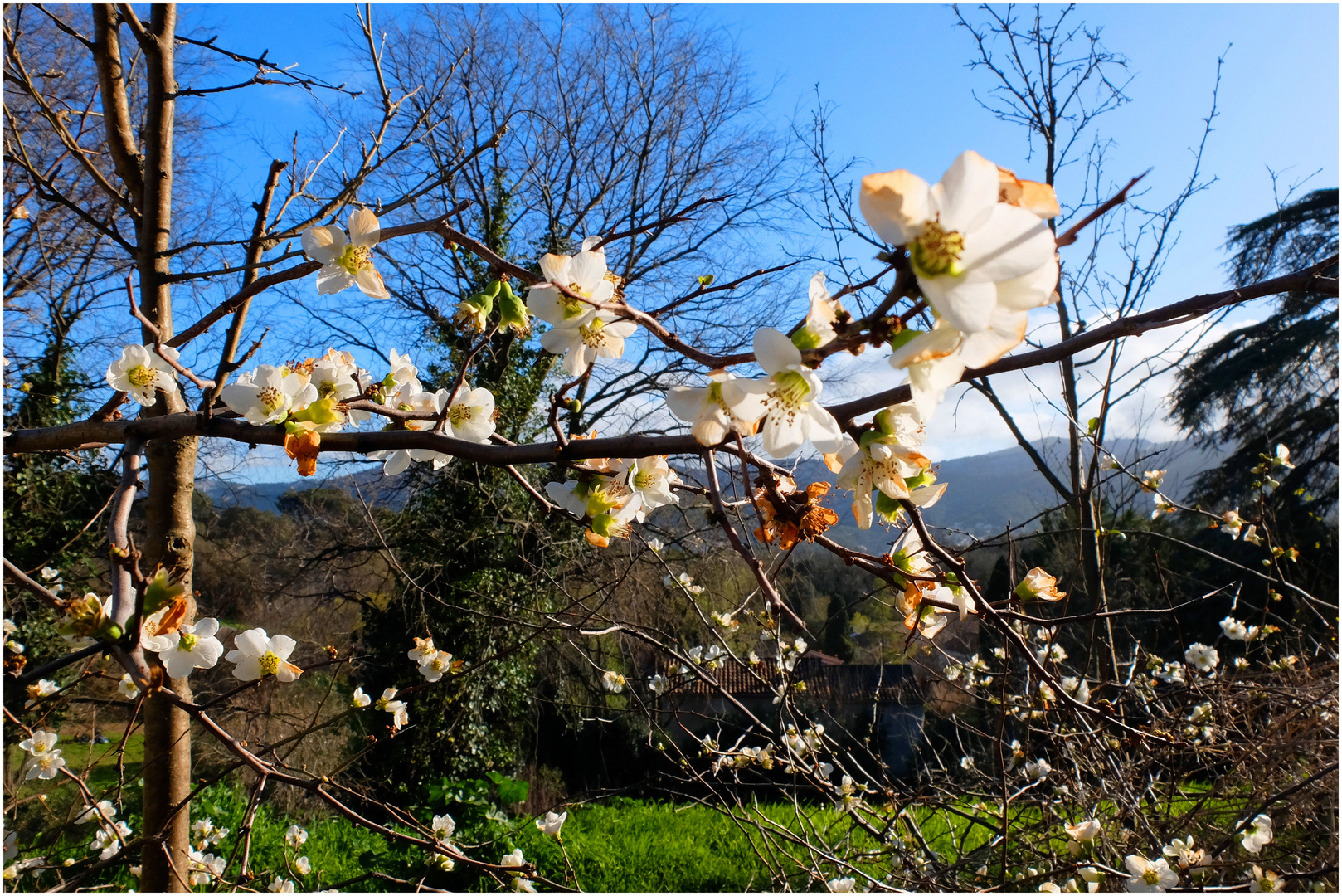 Les branches du printemps