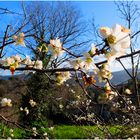 Les branches du printemps