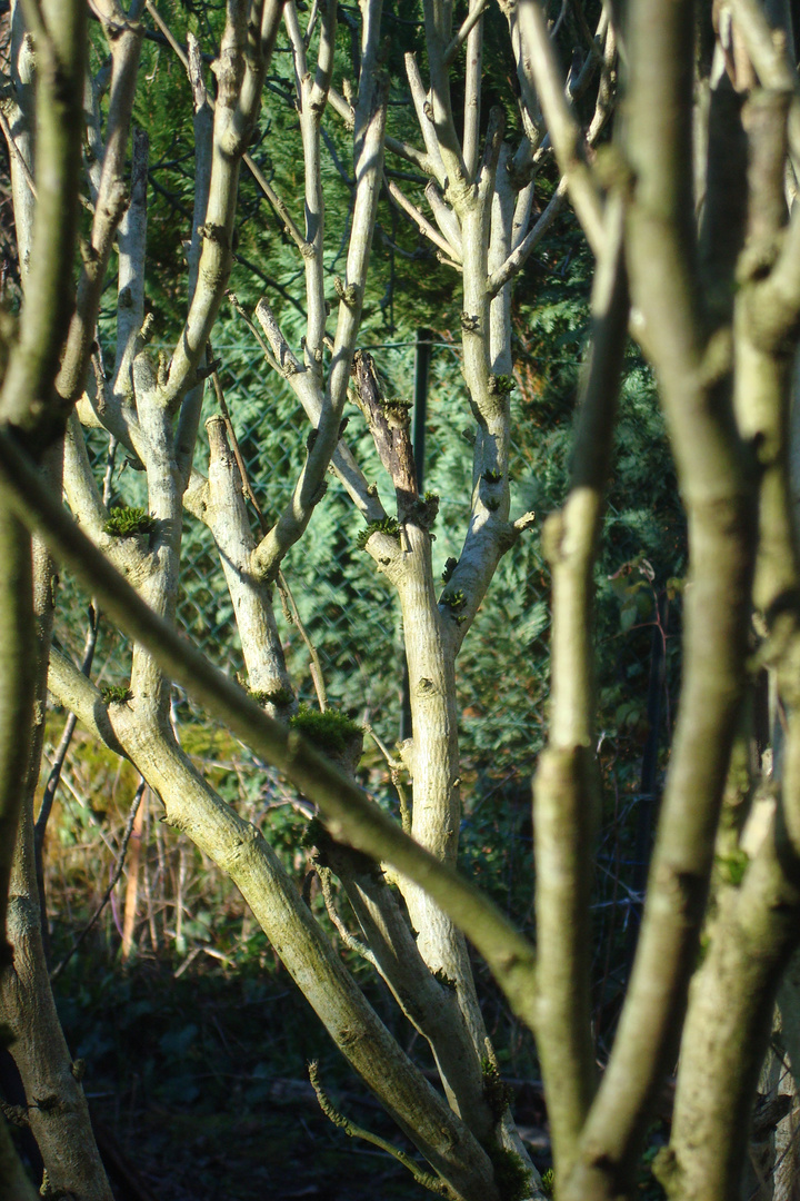 Les branches du vieux Paul.86 ans.