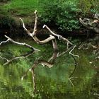 Les bras hors de l'eau