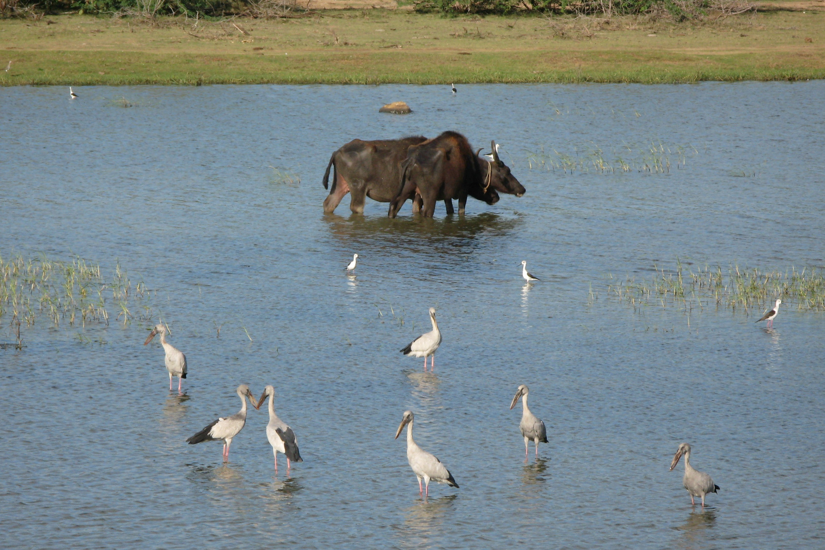 les buffles et les oiseaux