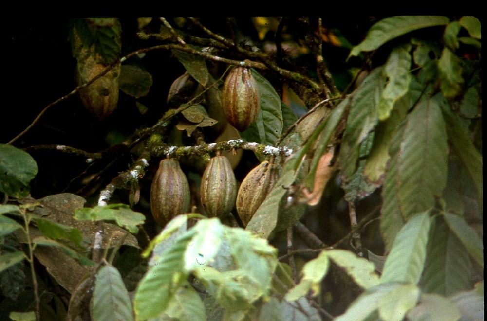 Les cabosses sur le cacaoyer - Cameroun