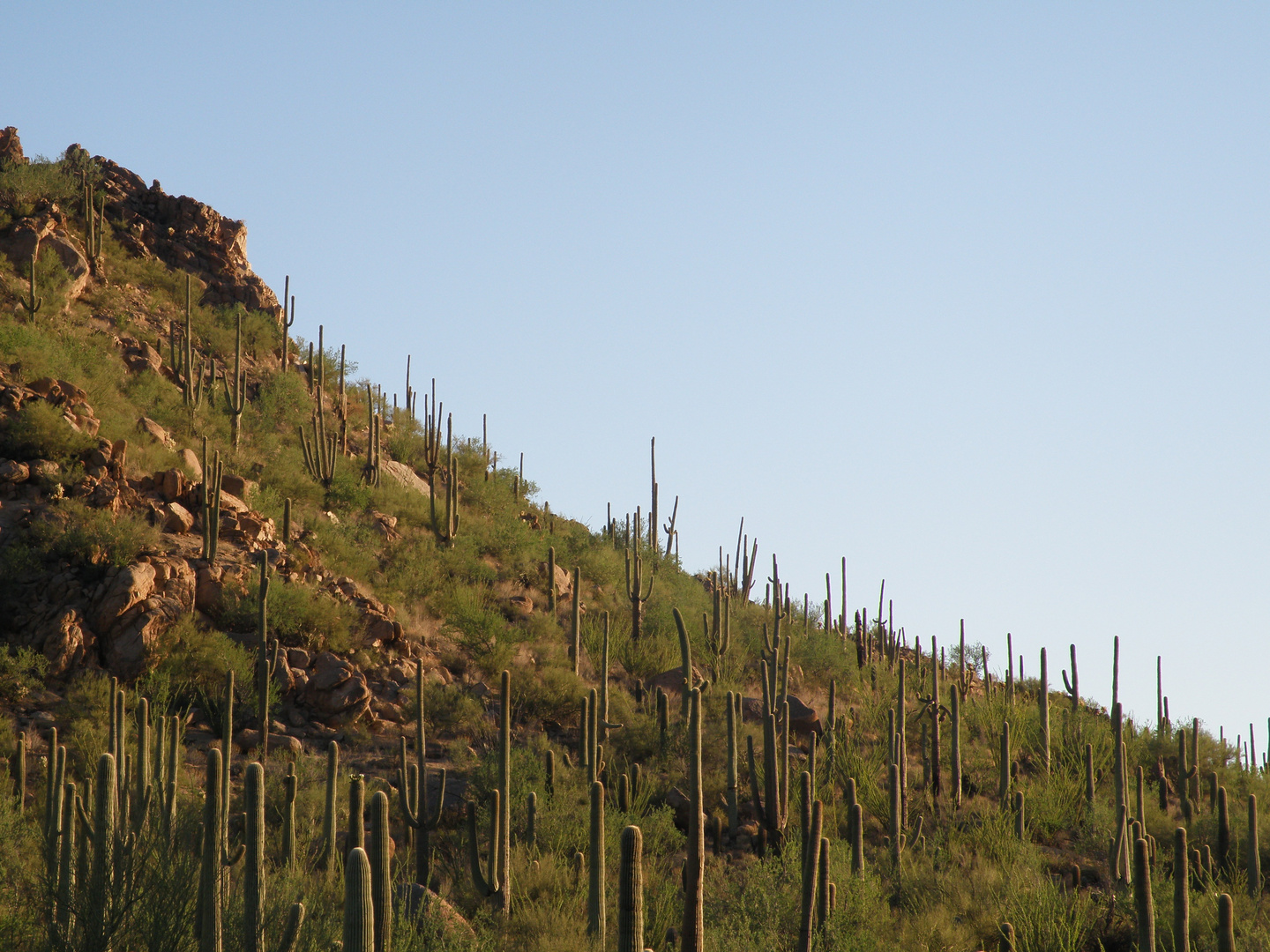 Les Cactus d'Arizona