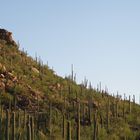 Les Cactus d'Arizona