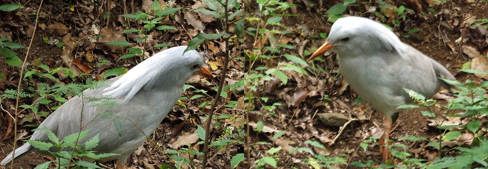 Les cagous du Parc Forestier de Nouméa